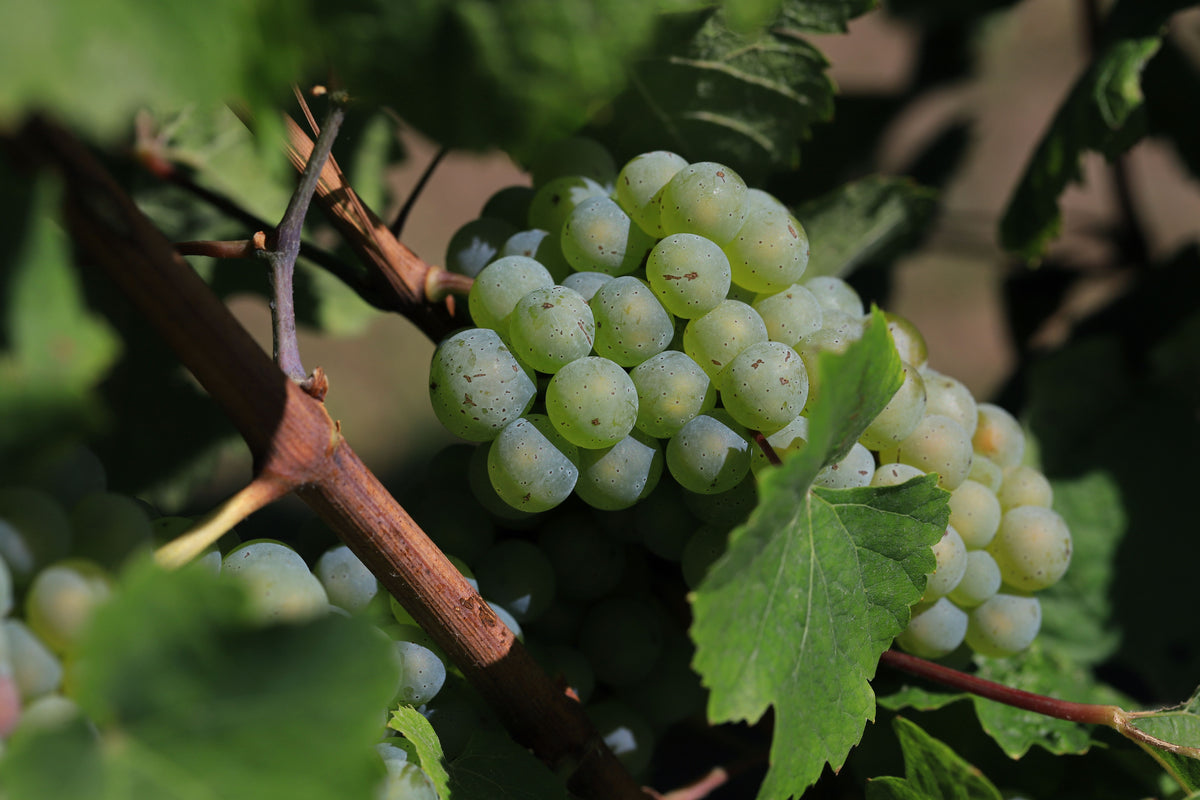 Waarom Chenin Blanc dé druif van Zuid-Afrika is