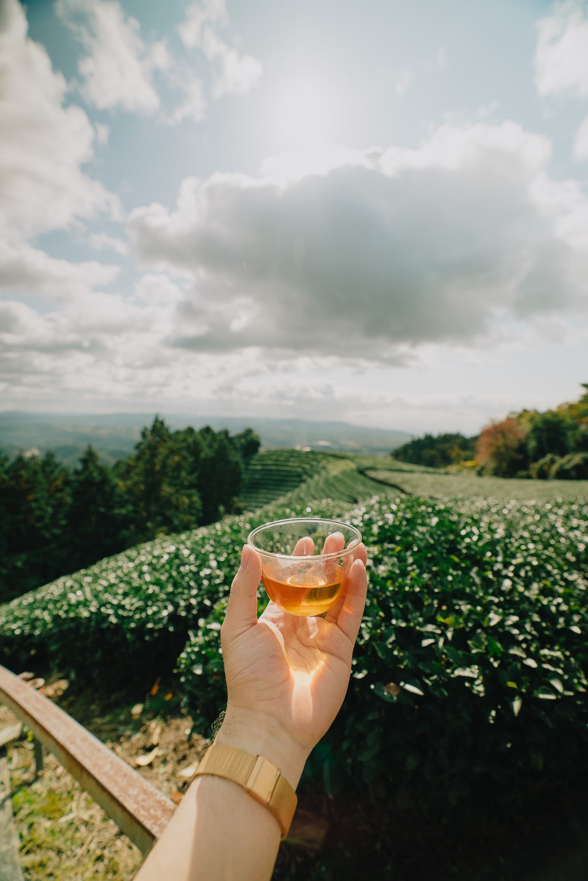 A glass of wine above the vineyard